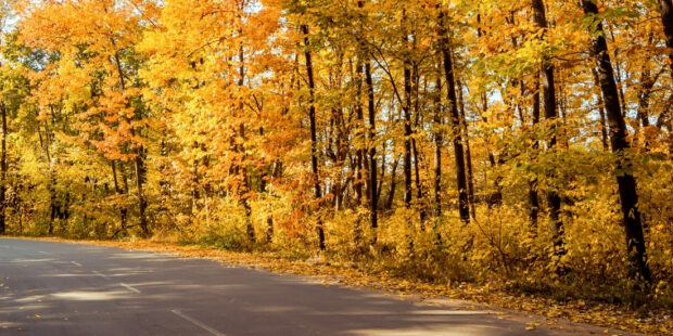 Driving In Autumn