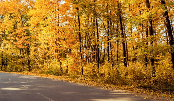 Driving In Autumn