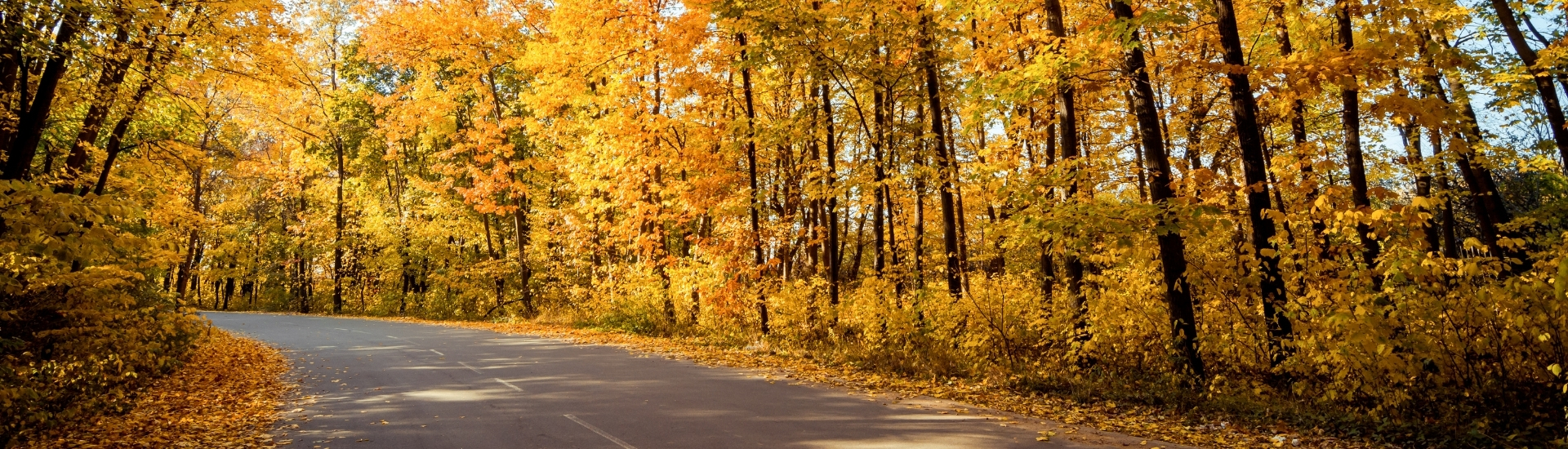 Driving In Autumn