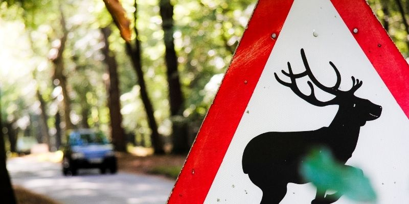 Deer on road warning sign